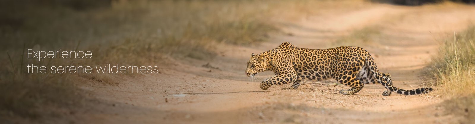 Unveiling the Secrets: Choosing the Best Gate for Your Pench National Park Safari Adventure
