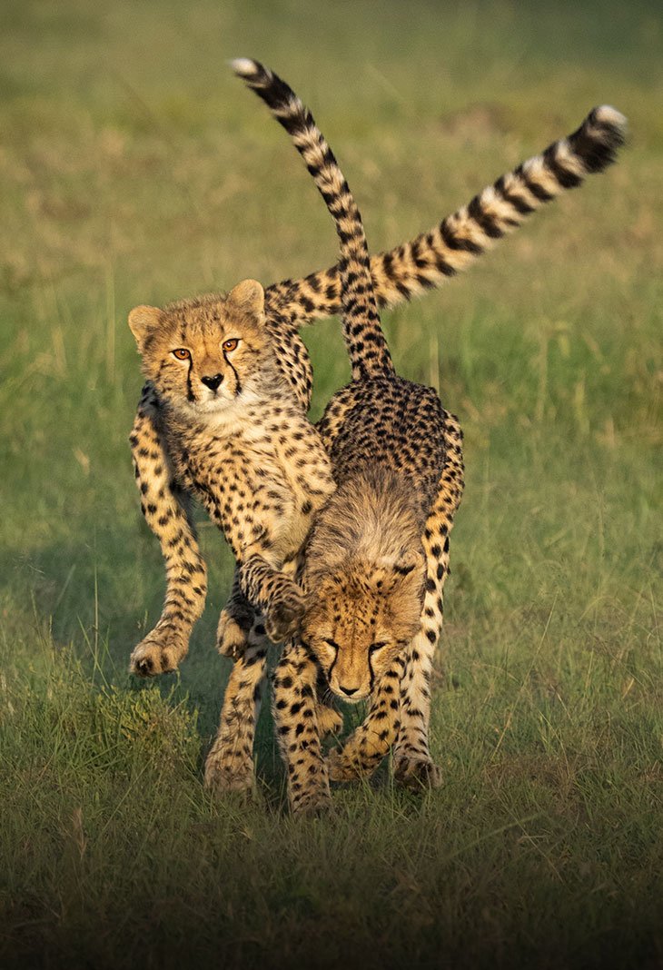 Tsavo