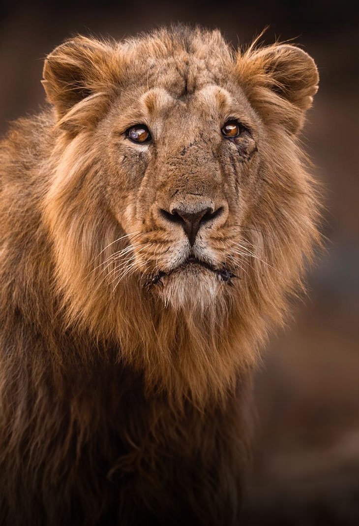 Gir National Park