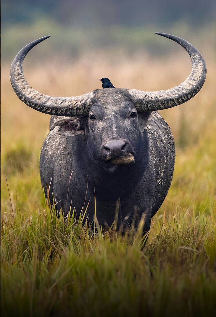 Manas National Park 