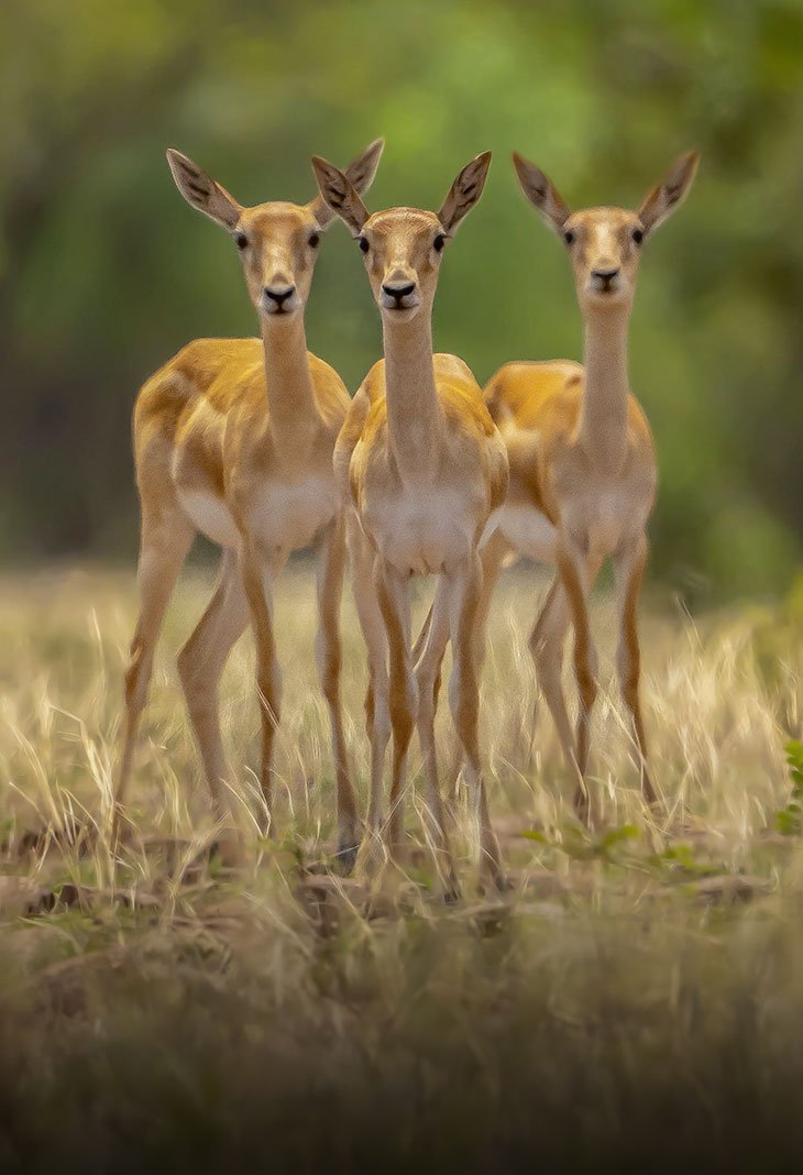 Velavadar National Park