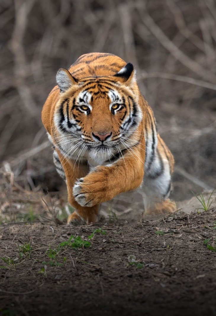 Corbett National Park