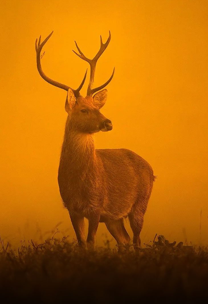 Kanha National Park