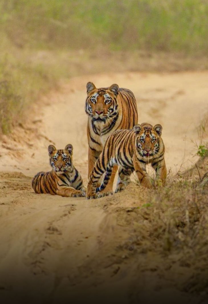 Satpura National Park