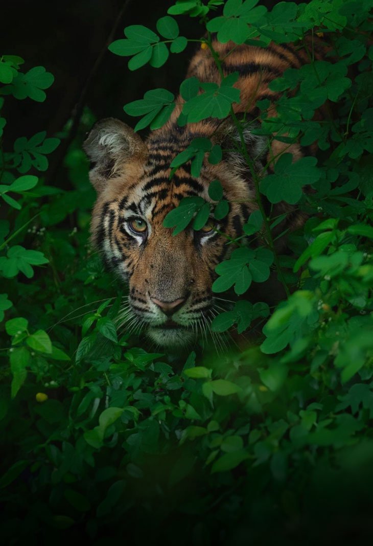Bandhavgarh