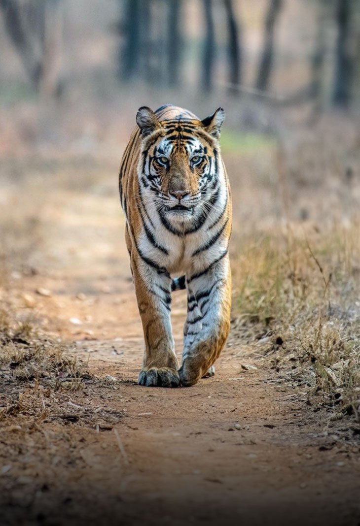 Panna National Park