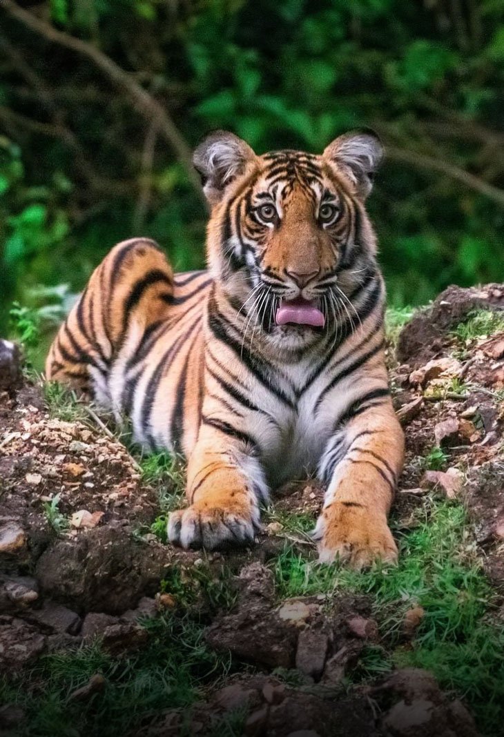 Bandipur National Park