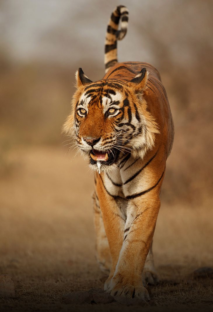 Ranthambore National Park