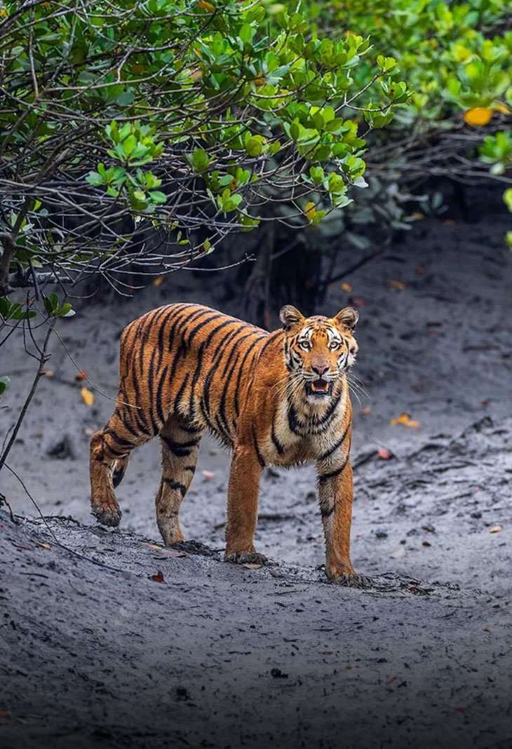 Sundarban National Park