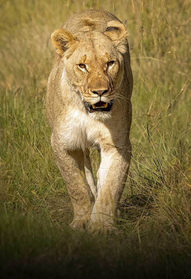 Amboseli