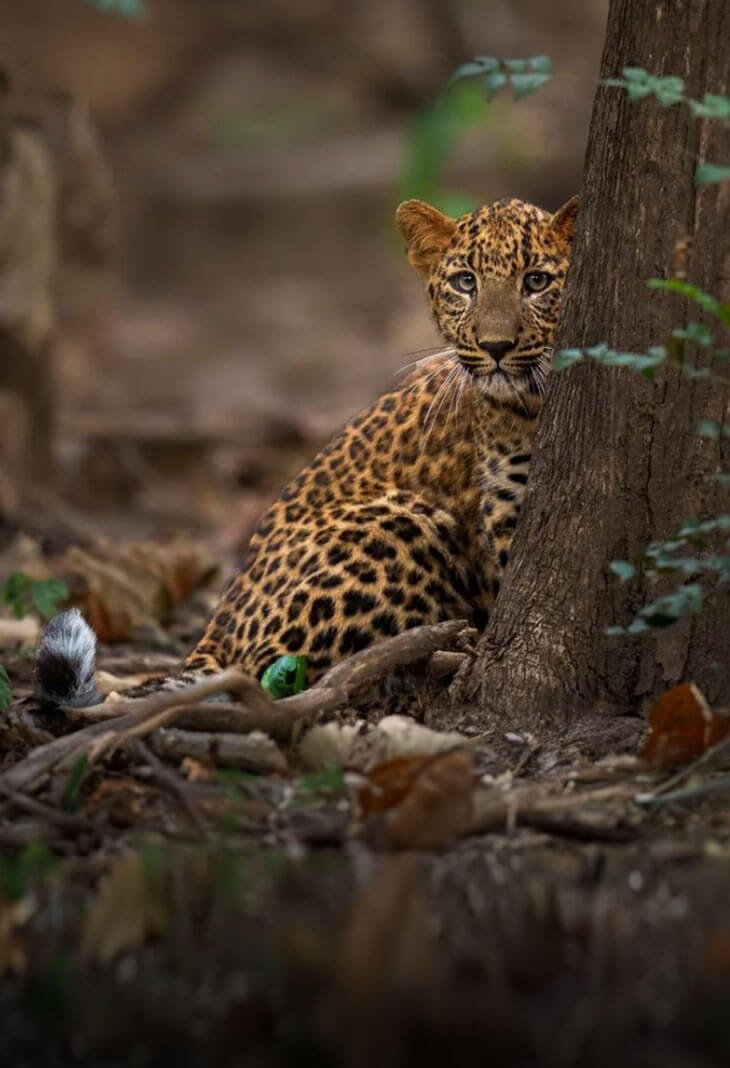 Rajaji National Park