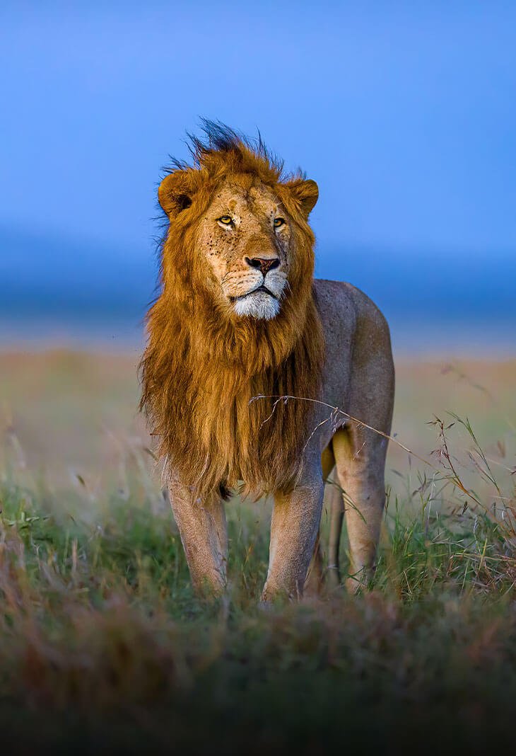 Masai Mara